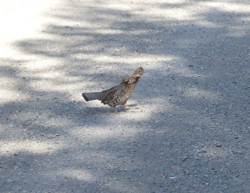 GDMBR: Grouse faking an injury to distract from its nest.